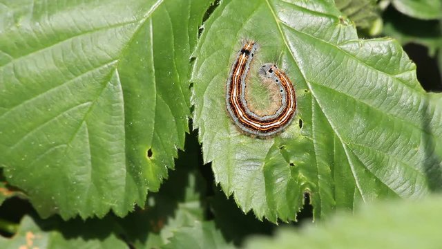 Buff-tip (Phalera bucephala) - caterpillar on a leaf