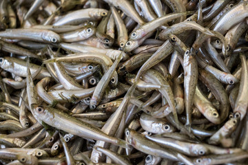 Mediterranean sand smelt fishes background.