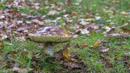 Giant wild mushroom in the forest with green grass and autumn leafs aroun