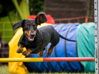 Dachshund