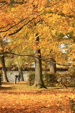 Herbstliche Landschaft - Park in Eichst&auml;tt