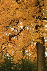 Herbstliche Landschaft - Park in Eichstätt