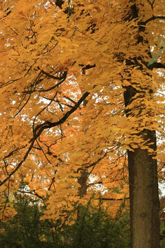 Herbstliche Landschaft - Park in Eichst&auml;tt