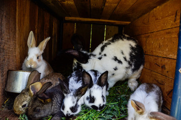 Many young sweet bunnies in a shed. A group of small colorful rabbits family feed on barn yard. Easter symbol