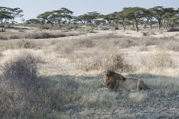 Lions and Savannah Landscape, Serengeti