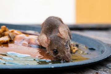 glue mousetrap, Rats on rat glue trap,Dead mouse in a mousetrap