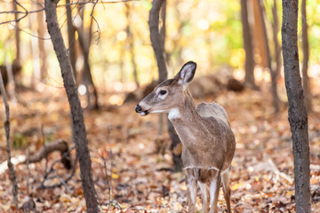 Young Whitetailed Deer Doe