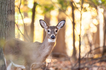 Fototapeta premium Young Whitetailed Deer Doe