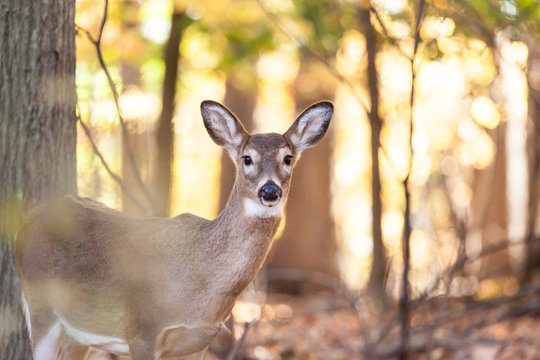 Fototapeta Young Whitetailed Deer Doe