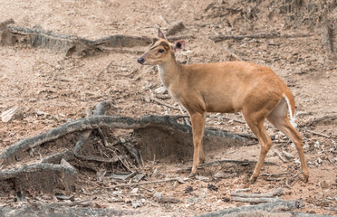 Antelope walking on the ground.
