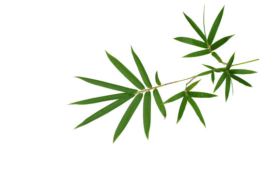 Fototapeta Bambusowi rośliny zieleni liście odizolowywający na białym tle, ścinek