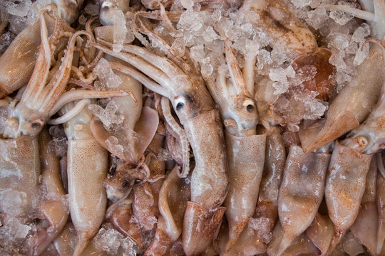 Europian squid fishes calamari background.