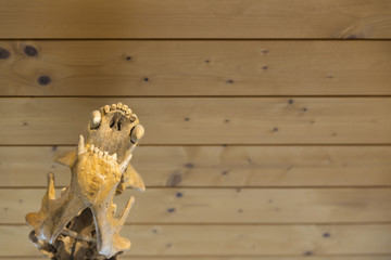 Fototapeta na wymiar details of the skeleton of a fossil bear