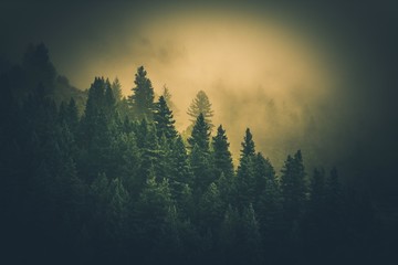 Fototapeta premium Foggy Forest Landscape