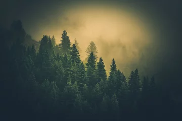 Poster Im Rahmen Foggy Forest Landscape © Tomasz Zajda