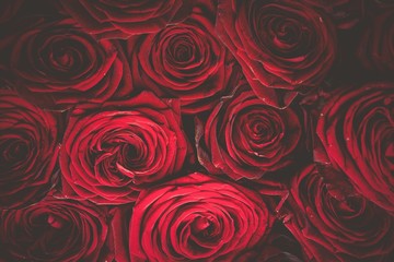 Fototapeta premium Roses Bouquet Background