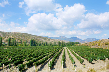 Fototapeta na wymiar colourful vineyard landscape with cloud scape 