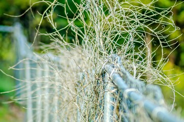 dry plant vines destroying chainlink fence - Powered by Adobe