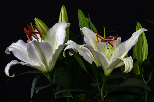 Zen lilies