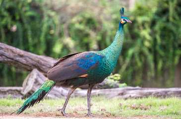 Obraz premium Portrait of beautiful peacock with green background