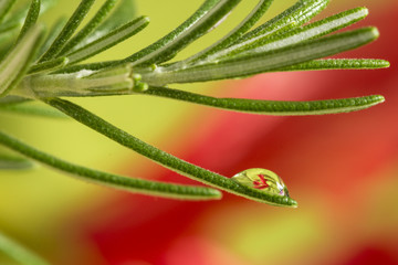 Close up of drops on green pine needles