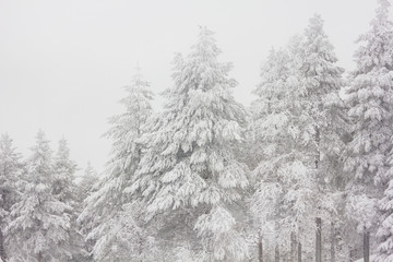 Obraz na płótnie Canvas Snowy firs