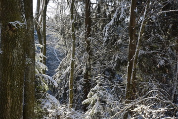 Winter im Wald. Schneelandschaft in Holz