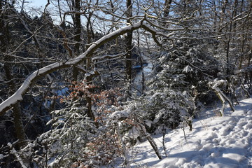 Winter im Wald. Schneelandschaft in Holz