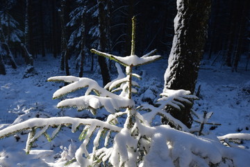 Winter im Wald. Schneelandschaft in Holz