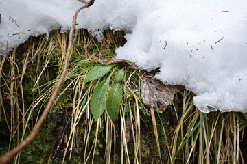 Das große Tauen im Wald. Schnee und Eis auf dem Rückzug
