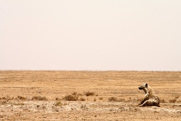 Spotted hyena in the grassland