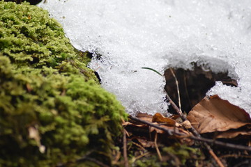 Das große Tauen im Wald. Schnee und Eis auf dem Rückzug