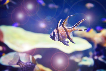 Красивая яркая аквариумная рыбка.