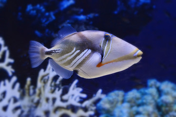 Fototapeta na wymiar Морская аквариумная рыба Спинорог Пикассо колючий с ярким красивым окрасом.