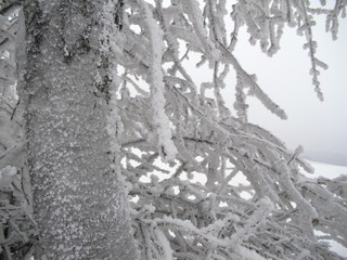 Tree with frost
