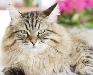 Gorgeous brown cat lying int he garden