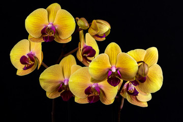 Fototapeta na wymiar Zen yellow orchid