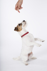Jack Russell Terrier waiting for his reward. White background.