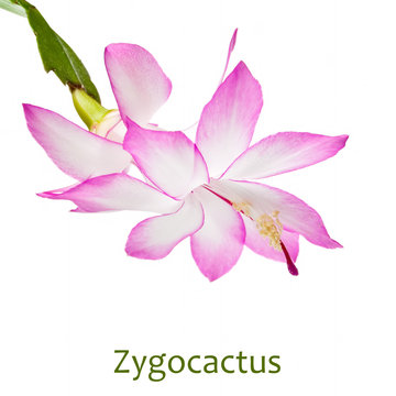 Flower of zygocactus isolated on a white background