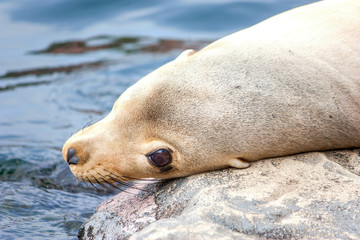 Kalifornischer Seel&ouml;we liegt auf Stein