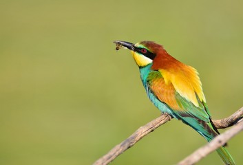 Bee-eater on leafless branch.