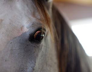 the horse's eyes