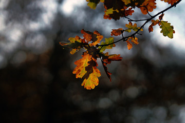 Autumn leaves