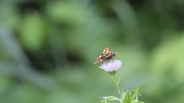Chequered skipper (Carterocephalus palaemon) sitting on a blade of grass