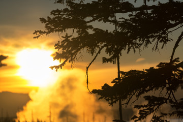 Tree Branch Silhouette