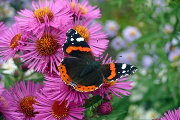 Aluminium Prints Butterfly Red admiral butterfly