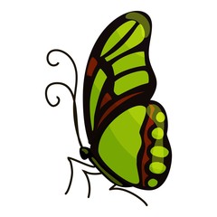 Green butterfly icon. Cartoon illustration of green butterfly vector icon for web