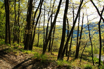 Naklejka premium Waldrand mit verschieden Laubbäumen im Frühling 