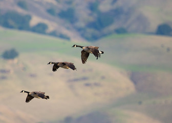 Canada geese flying together, seen in the wild against the Mission Peak hills in North California