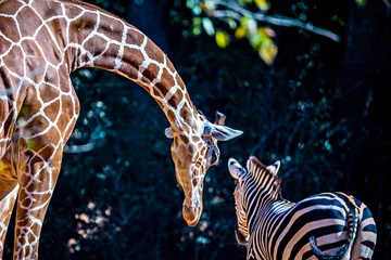 Gordijnen giraf strekt zich uit om gedag te zeggen tegen zebravriend © digidreamgrafix